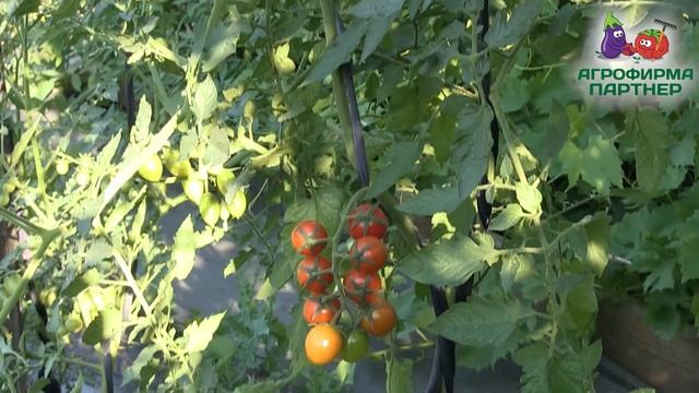 КАК ЗАЩИТИТЬ РАСТЕНИЯ ОТ БОЛЕЗНЕЙ И ВРЕДИТЕЛЕЙ смотреть онлайн