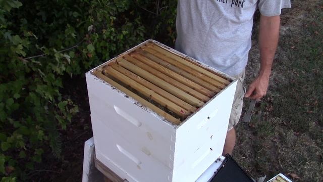 Hive with queen cells... What to do? смотреть онлайн