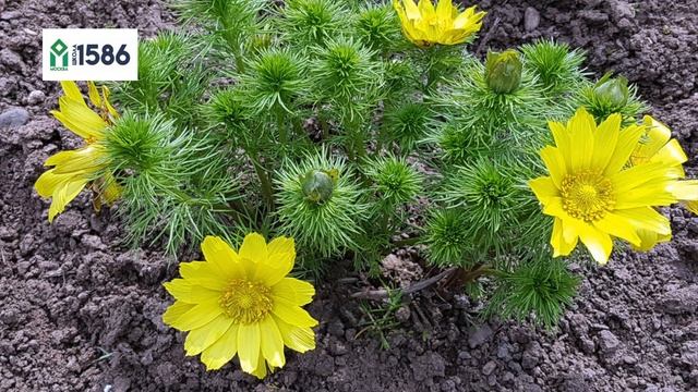 Онлайн-путешествие по лугам и подлескам Подмосковья 4+ с Мартиросовой Оксаной Анатольевной,Школа158 смотреть онлайн