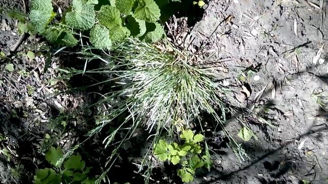 невероятно раннее событие у щучки дернистой 1 мая 2023 года появление зерновых стеблей. Особый сорт смотреть онлайн