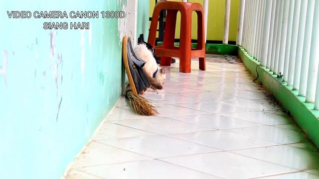 Video Test Canon eos 1300d - canon eos 1000D - canon 1100D - canon 1200D - canon 1500D смотреть онлайн