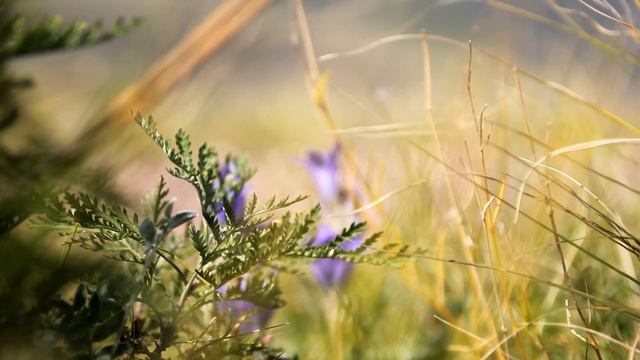 Журналисты Хакасии, ученые и РУСАЛ стоят на охране природы