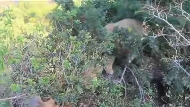 Bİg Battle Gorilla Vs Lion Real Fight To Death Baboon Leopard Gorilla смотреть онлайн