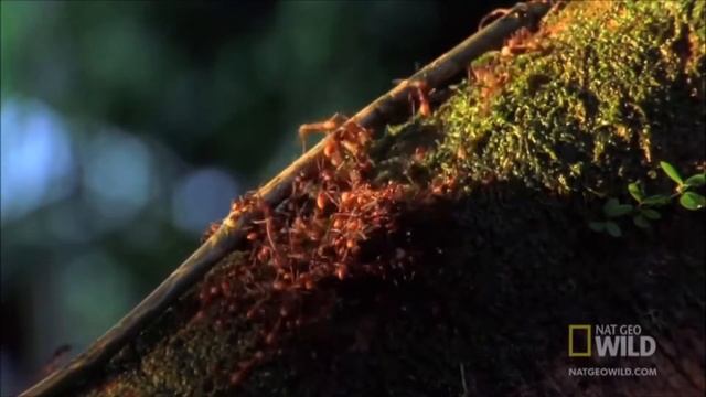 АРМЕЙСКИЕ МУРАВЬИ УБИЙЦИ КОЧЕВЫЕ МУРАВЬИ СИАФУ смотреть онлайн