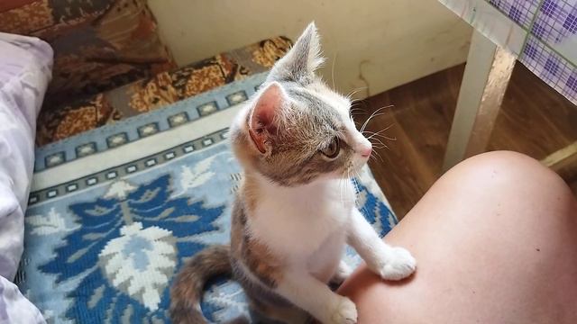 У собак 2 завтрака было, а у меня ни одного ещë смотреть онлайн