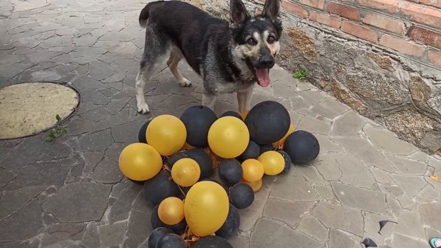 Реакция пса на воздушные шарики. Рубрика: Приколы с животными смотреть онлайн