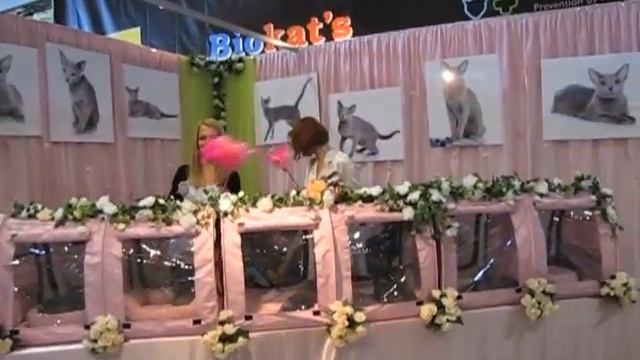 Русская голубая кошка на выставке Инфокот 2011 смотреть онлайн