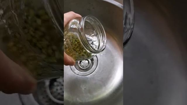 how to make mung bean sprouts / как прорастить бобы маша (бобы мунг) смотреть онлайн
