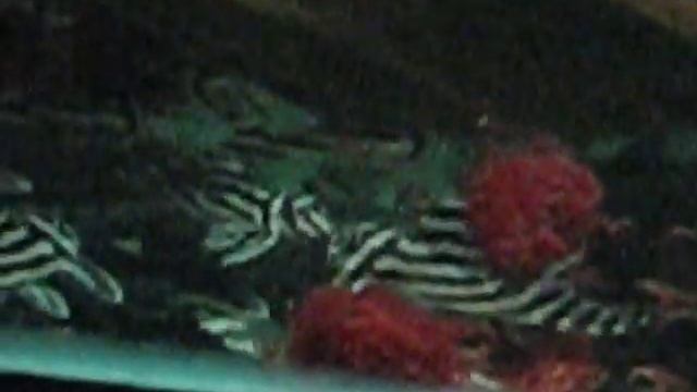 Hypancistrus Zebra L46 "Imperial Zebra Pleco L46" - Infinite Aquatics смотреть онлайн