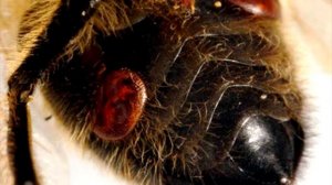 ПЧЁЛЫ (Борьба с КЛЕЩЁМ у пчёл- сахарная пудра)