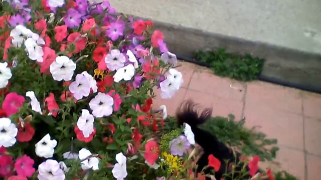 Мои цветы. Часть вторая.