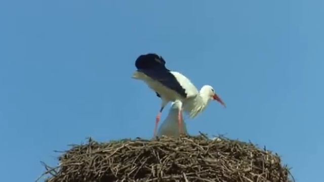 В. Асмолов - Прости меня любовь смотреть онлайн