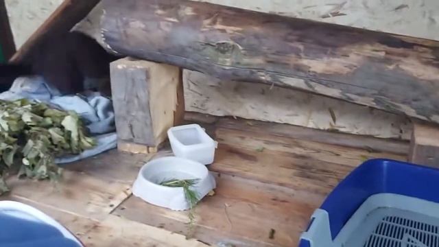 Соболь Морковка уничтожает новую игрушку. Помянем барашка смотреть онлайн