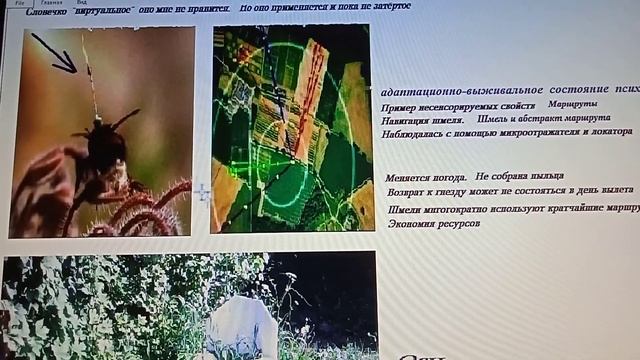 7 2 палеоКогнитивистика Нейрон дендритные Nd биопроцессоры Тенденции Эксперимент со шмелём и оса смотреть онлайн