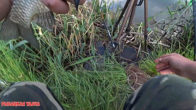 Ловля КАРАСЯ на Поплавок и Фидер. Рыбалка вечером? @Fishing_luck смотреть онлайн