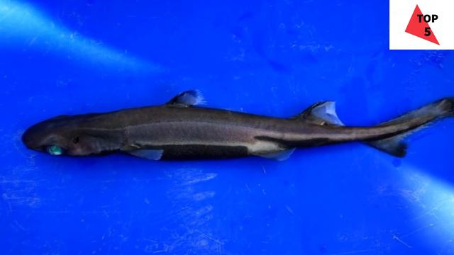 ТОП 5 МАЛЕНЬКИХ ЖИВОТНЫХ! "ЧАСТЬ 2" смотреть онлайн