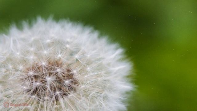 Relaxing flute music for relaxation and meditation ॐ) Sleep Music, Ambient Music ॐ) Relax Music смотреть онлайн