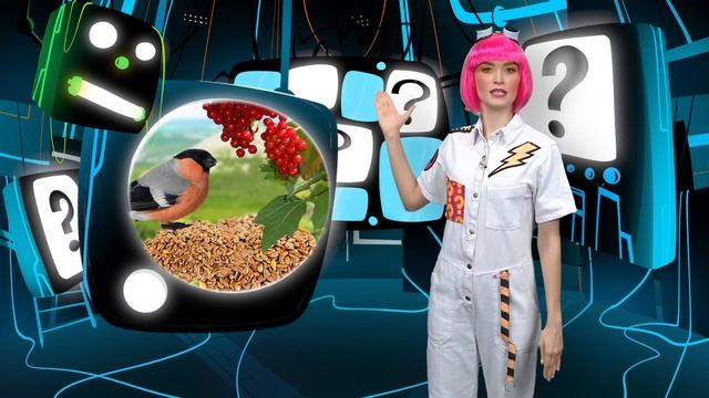 Рубрика "Большой вопрос" Где проводят лето снегири? смотреть онлайн