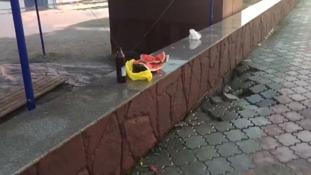 В парке "Северная Звезда" смотреть онлайн