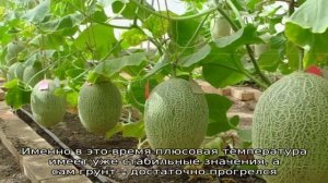 Когда сажать дыню на рассаду: сроки посева