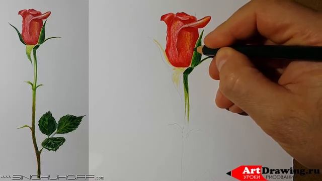Рисуем розу цветными карандашами смотреть онлайн
