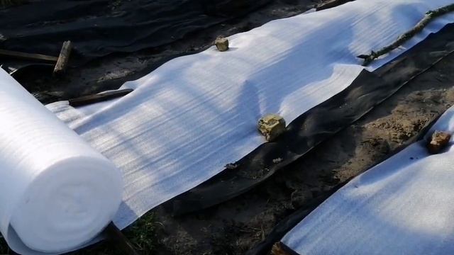 Окончательно укрываю инжир на зиму. 20 12 2021 смотреть онлайн