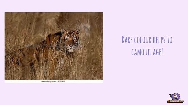 Golden Tabby Tiger 1 смотреть онлайн