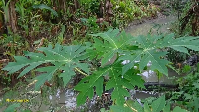 Handycam Kecil Bandel Dari Sony - HDR CX405 - Test Video & Photo смотреть онлайн