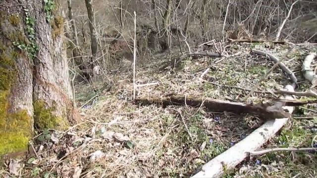 Долина ПРОЛЕСОК И КАНДЫК КАВКАЗСКИЙ смотреть онлайн