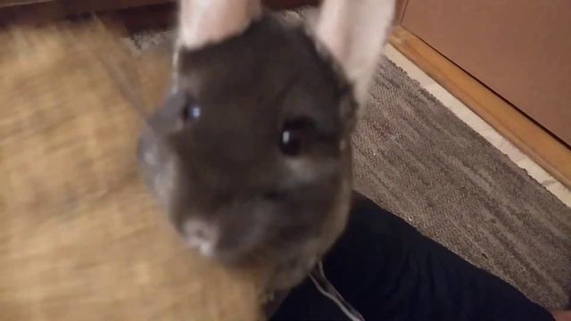 Шиншиллу чешут веником смотреть онлайн