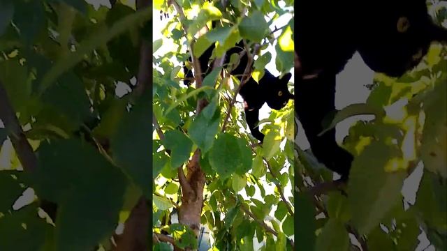 СВЕРХУ в НИЗ Кувырком летит мой? Котик ЛОРД!!!???.   19 августа 2023г.?