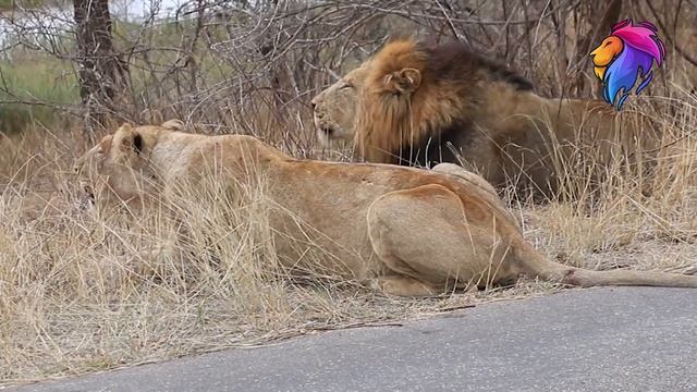 Lioness Roar Sound Puts Males Lions to Shame | Kruger Park Sightings | Amazing Animal Videos смотреть онлайн