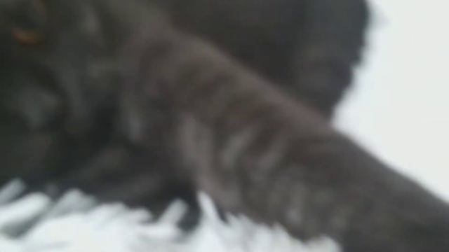 ТОП ЛУЧШИХ ФОТО ПРО МОЕГО КОТА смотреть онлайн