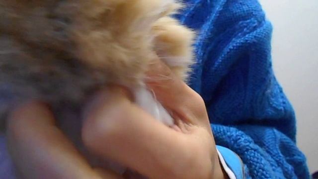 К Вам можно? Кошка Подушка и чувство такта:) смотреть онлайн