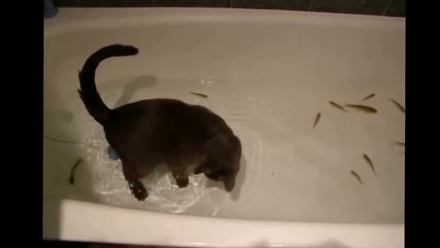 Коты смех до упаду смотреть онлайн