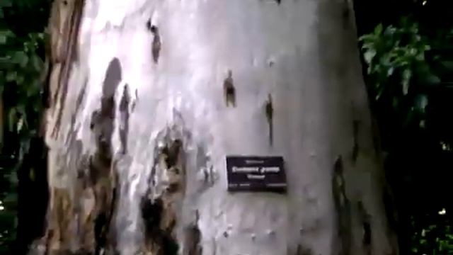 The strange tree called Eucalyptus deglupta смотреть онлайн