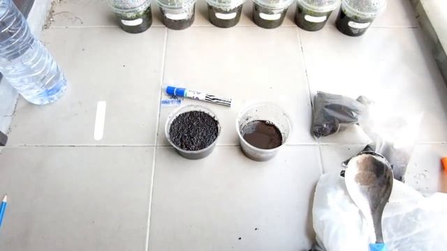 How to germinate peyote seeds. Get the best germination rate for your lophophora williamsii seeds. смотреть онлайн