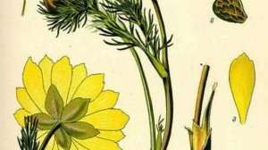 АДОНИС ВЕСЕННИЙ -(ГОРИЦВЕТ) ЛЕЧЕБНЫЕ СВОЙСТВА