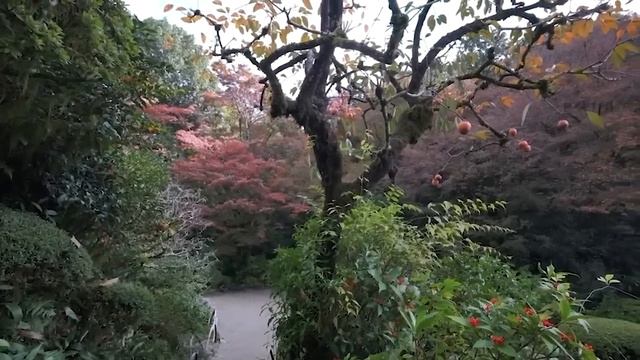 Moss and Wabi - Sabi Gardens in Kyoto смотреть онлайн