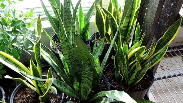 Plant Shopping At Lowes While I Still Can! Will There Be New "Lockdowns" This Fall/Winter? смотреть онлайн