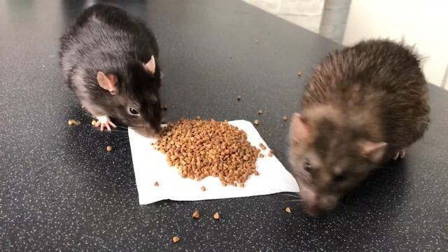 Идеи для фотосессии с крысой ? смотреть онлайн