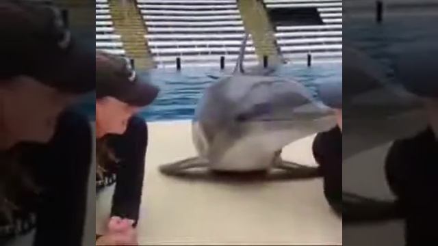 Заигрывания дельфина с человеком смотреть онлайн