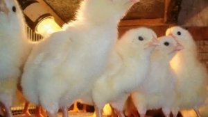 Почему дохнут цыплята