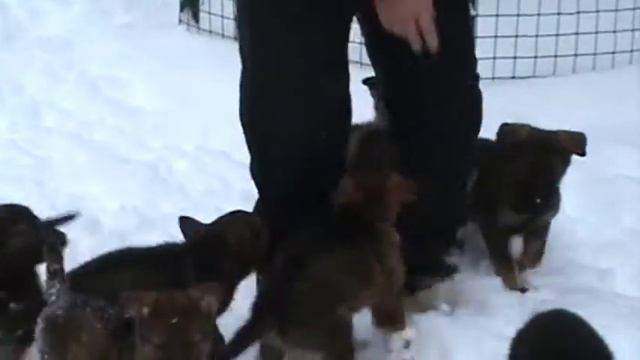 з шки 48 дней смотреть онлайн