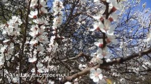 ЧТО ДЕЛАТЬ с прошлогодними освященными веточками вербы. Что нельзя делать. Традиции и приметы.