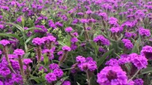 Verbena rigida,#slender vervain, tuberous vervain, 马鞭草,纤细的马鞭草,块茎马鞭草,Вербена жесткая,Eisenkraut