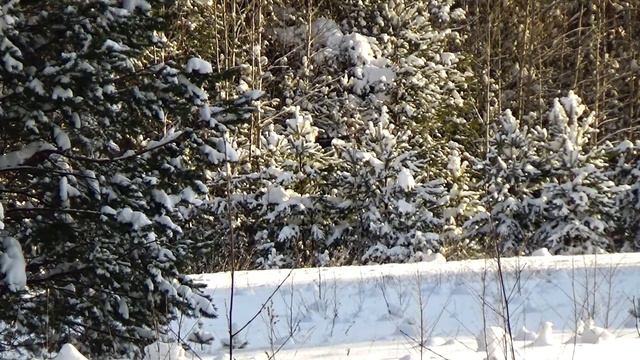 Зимний лес. Природа под спокойную музыку. смотреть онлайн