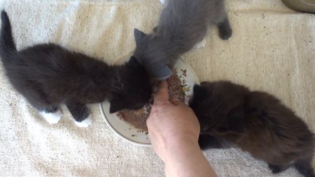 Кормление котят в 1 месяц смотреть онлайн