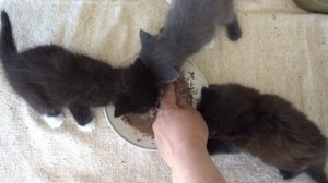 Кормление котят в 1 месяц
