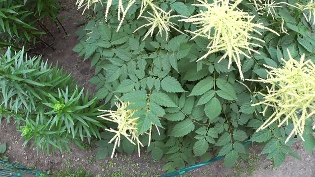РЯБИННИК Декоративный кустарник для ленивых. смотреть онлайн